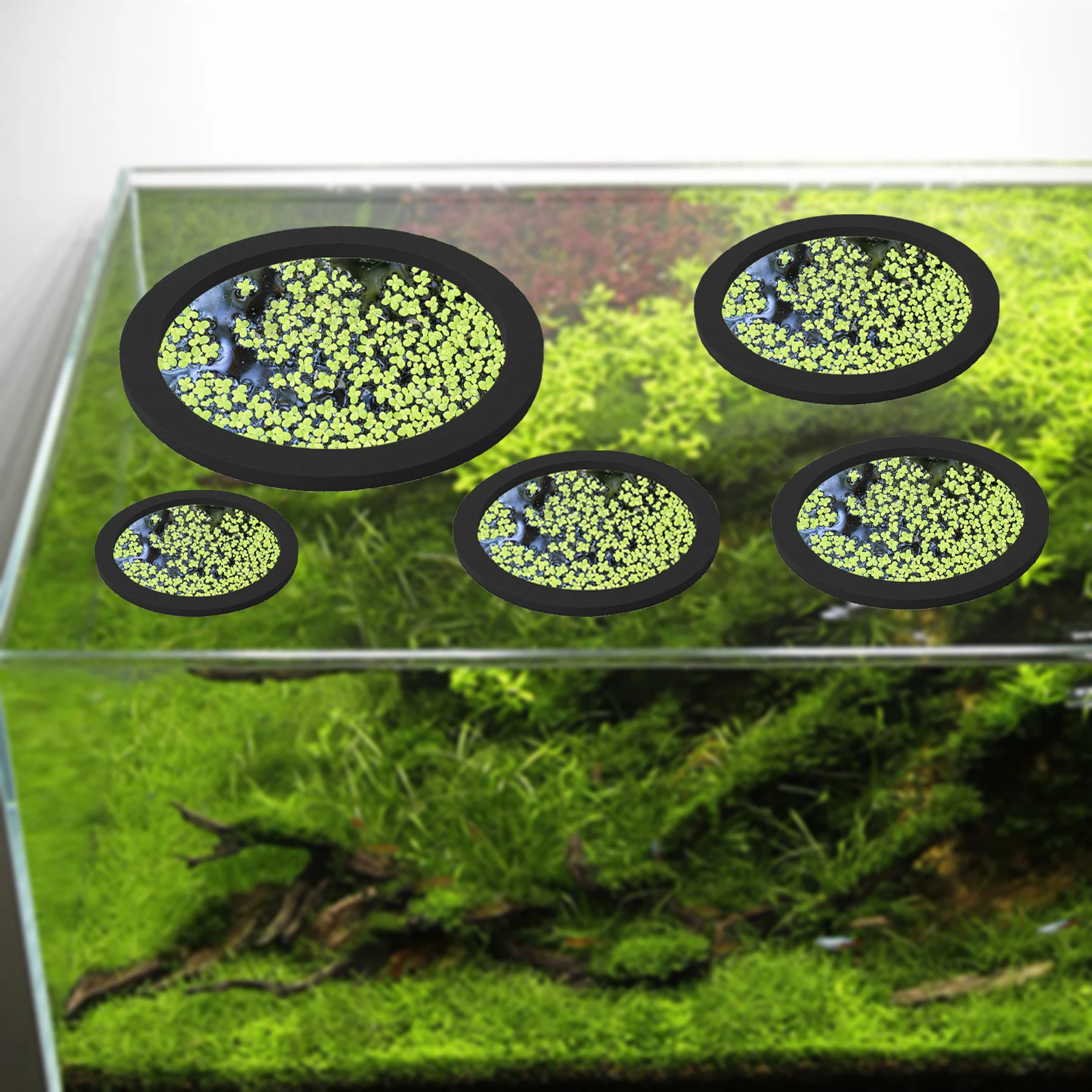 EVA 물고기 먹이 고리 수족관 플로팅 식물, 코랄 어 - Aquarium Fish Tank 리뷰 및 가격